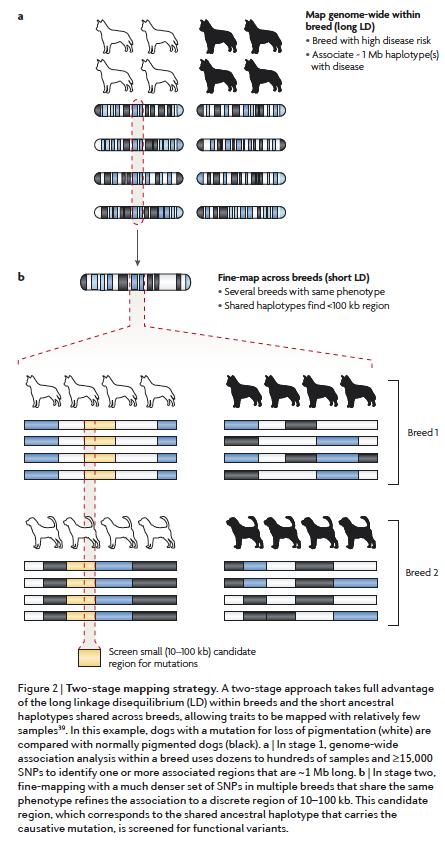 Two-stage strategy for gene mapping Step 1: use long LD blocks within a breed to rapidly map trait to a ~1 Mb region.