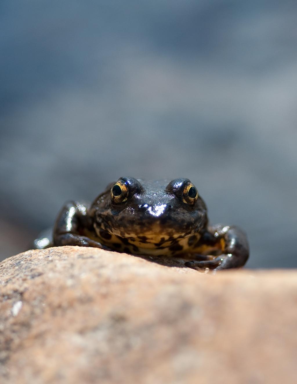 Dying for Protection: The 10 Most Vulnerable, Least Protected Amphibians and Reptiles in
