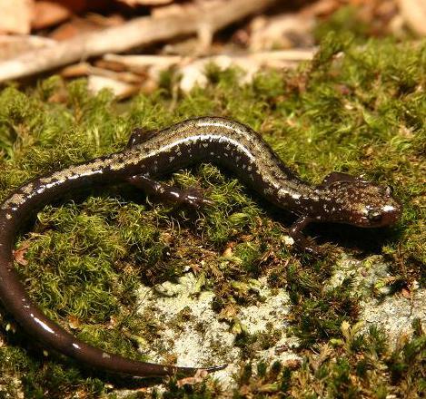 them particularly vulnerable to climate change. Because Peaks of Otter salamanders are confined to a single ridge top, they are unable to shift their range upslope as the climate warms.