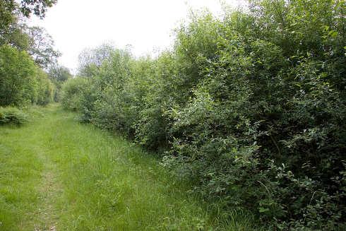 Due to their quick growing nature this habitat only remains suitable for a short time (one to two years subsequent to coppicing). Figure 1.