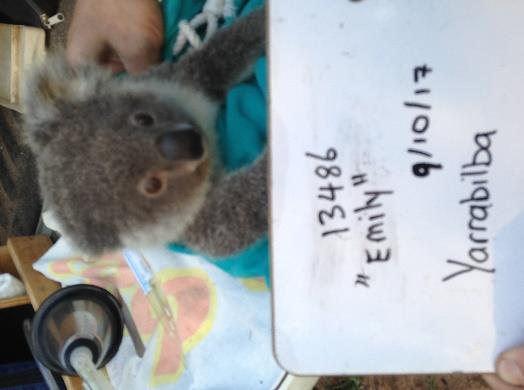 au/ for further information on this koala-specific tracking system).