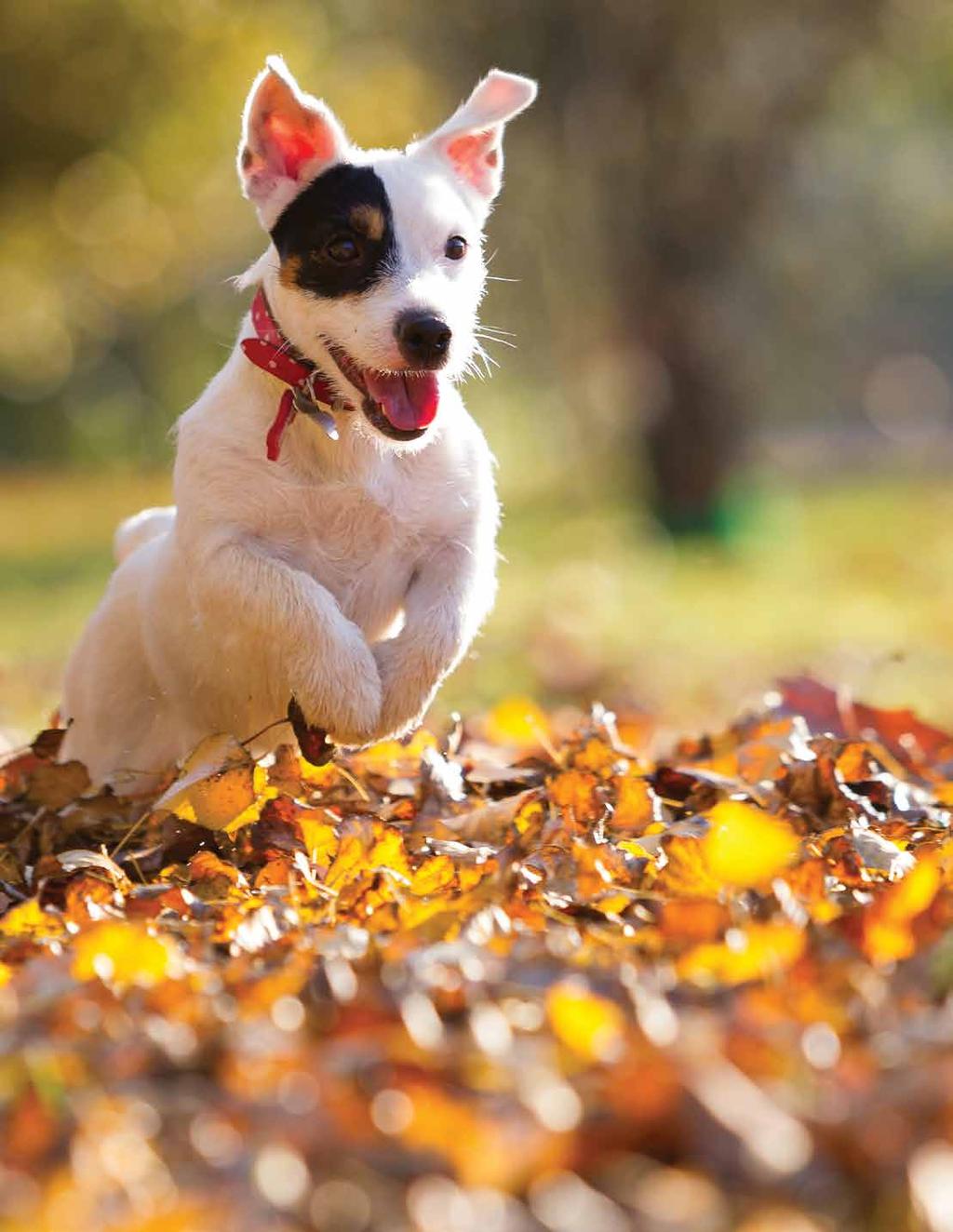 FETCH these FALL SAVINGS STOCK UP