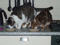 Cats allowed on the sink In our survey in the NL: 45% Significant exotic animal