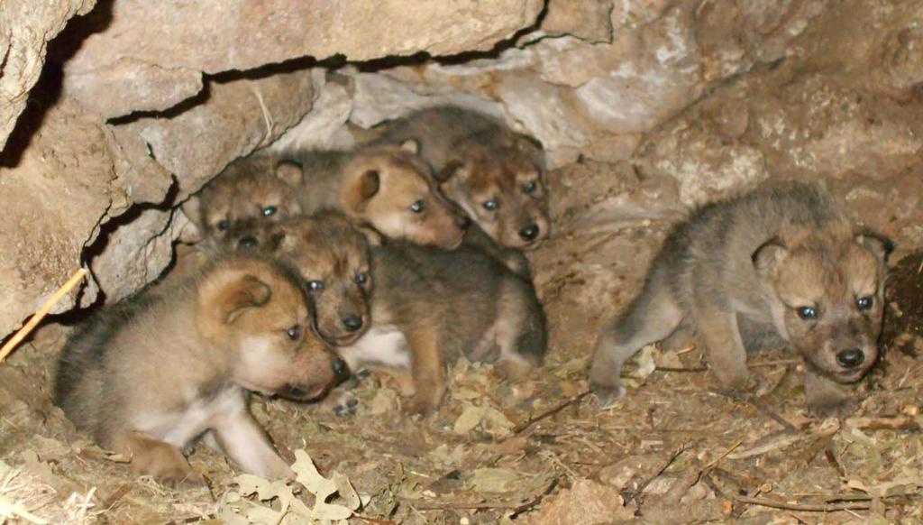 Nine natural pairings of breeding age wolves in the MWEPA population occurred in 2015.