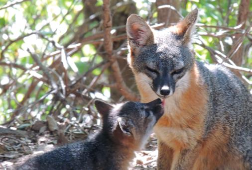 Despite having the lowest known genetic diversity of any mammal, Channel Island fox populations (Urocyon littoralis), which reside on their namesake islands off the coast of California, seem to defy
