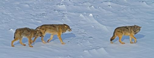 Rolf O. Peterson In February 015, only three wolves were left on Isle Royale, Michigan, where wolf population dynamics have been monitored in a flagship study since the 1950s.