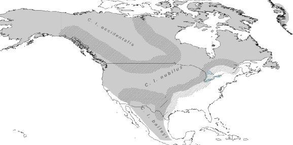 Figure 2: Coarse continental scale historical (prior to European settlement) ranges (gray) of gray wolf subspecies (C. l. nubilus, C. l. occidentalis, and C. l. baileyi) analyzed in this proposed rule.