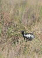 The Lesser Florican G S BHARDWAJ / WWF-INDIA RECOMMENDATIONS FOR SPECIES RECOVERY Since Lesser Floricans are highly dependent on rain and the condition of the grasslands where they arrive for