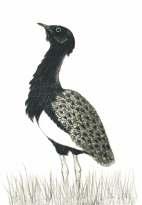 CAN WE PREVENT THE EXTINCTION OF INDIAN BUSTARDS? ASAD R.