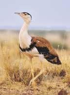 The Great Indian Bustard The Great Indian Bustard ASHOK CHAUDHRY Just about 300 birds currently exist in the world. There is no known breeding population outside India.