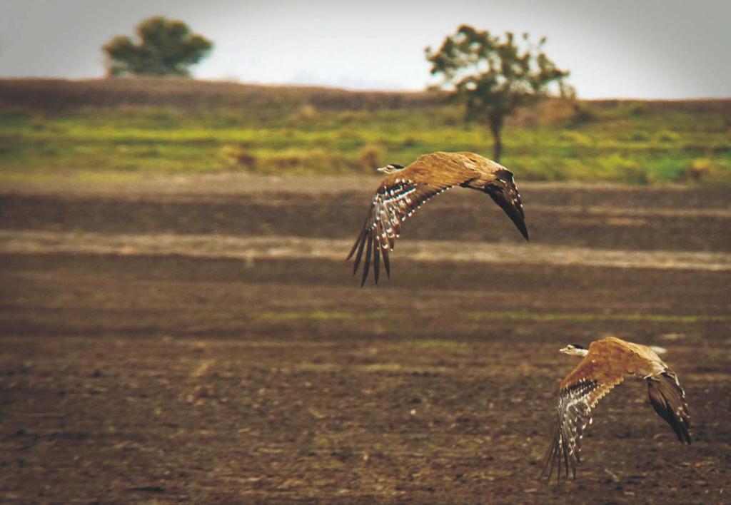 CONSERVATION SAMAD KOTTUR The conservation of bustards was first brought into focus at a symposium in Jaipur, Rajasthan in 1980 (Goriup and Vardhan, 1983).
