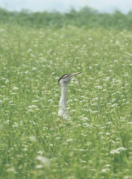The Great Indian Bustard SAMAD KOTTUR BUSTARDS, A CONSERVATION DATELINE BY HARSH VARDHAN Can one cite a successful public movement across the globe aimed at conserving a wild species?