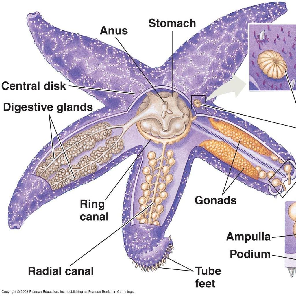 Sea Stars: Reproduction Sea stars have 2 sexes Look identical from outside Gonads are internal (in arms) Eggs, sperm are released