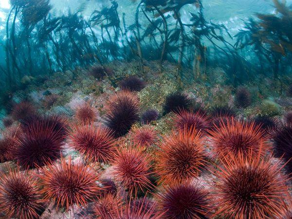 Echinoidea: Sea Urchins Found in intertidal,