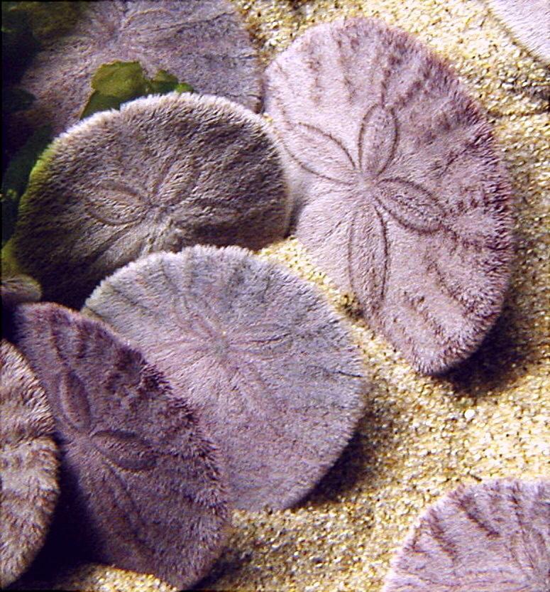 Echinoidea: Sand Dollar Looks like a large coin. Covered by thin, spiny skin.