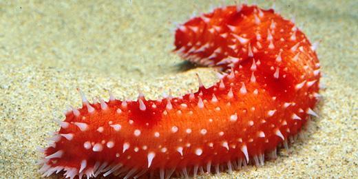 No endoskeleton No spines Holothuroidea: Sea Cucumber Small bony pieces in