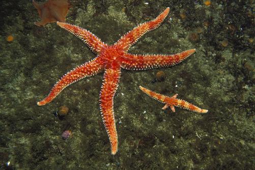 Sea Stars: Adaptations Limb regeneration: limbs lost in fights can regenerate.