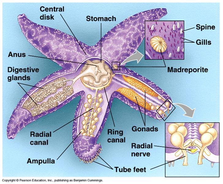 Sea Stars: Respiration Skin gills & tube feet: breathe through skin and tube feet Oxygen in water enters through membrane of feet and skin Coelom