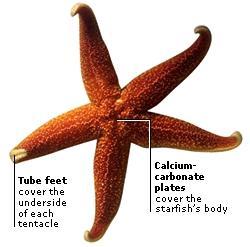 Sea Stars: Feeding & Locomotion Arms: used for movement and to get food. Tube feet on ventral side have suction disks to cling to surfaces.
