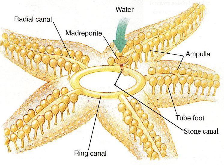 Sea Stars: Feeding & Locomotion Water vascular System: Network of water-filled tubes/canals Water enters at the sieve plate (on dorsal side) - madreporite Water