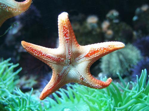 Sea Stars: Feeding & Locomotion Mouth: located on ventral side Stomach is pushed out through mouth to engulf food Digestive