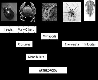 jellies Molluscs snails, bivalves, octopuses, squid, cuglefish Largest