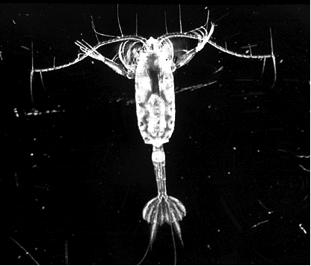 Crustaceans: Copepods Use mouth parts to