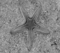 meaning Echinoderms have spiny skins.