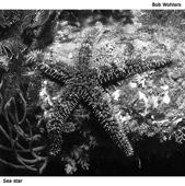 suction to things A Variety of Echinoderms Sea Stars - common starfish Sea