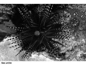 Sea urchins help control algae growth on coral reefs by grazing on algae.