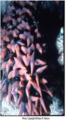 Astropyga magnifica Holothuroidea sea cucumbers cucumber shaped (bilateral