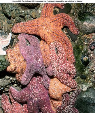 Asteroidea sea stars/starfish arms not sharply marked off from central star shaped disc spines fixed pedicellariae ambulacral