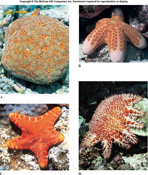 01 Pincushion star, Culcita navaeguineae, preys on coral polyps, small organisms & detritus Choriaster granulatus scavenges