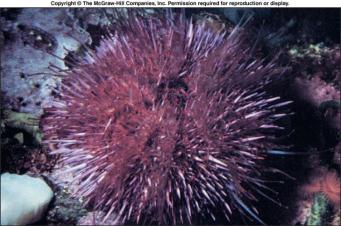 Echinoidea sea urchins, sea biscuits & sand dollars