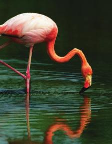 Who can help but admire its long, curvy neck and pretty pink color? Flamingos have an unusual downwardpointing beak.