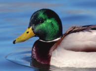 They migrate great distances each winter to warmer areas in the south. Mallard ducks are beautiful and colorful. Like other ducks, mallards get food from the water s surface.