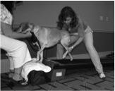 14. Land Treadmill Rear Legs Only. If there is access to a land treadmill, firstly teach the puppy to go on and off of it by following treats. Then use it as an exercise.