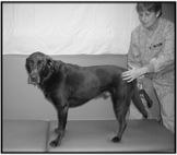 18. Three- Leg Standing while stimulating the gluteal muscles: Starting with the puppy standing on a stable surface (a progression would be to do