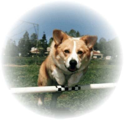 Introduction to Agility! Group Training Classes Agility is a face-paced, tremendously fun canine sport where you direct your dog through an obstacle course of jumps, tunnels, see-saws and dog walks.