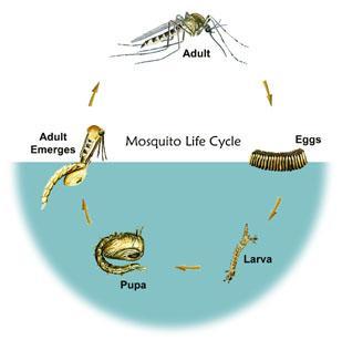 Mosquito Life Cycle The type of standing water in which the mosquito chooses to lay her eggs depends upon the species.