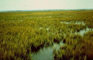 Cattail, rushes and sedges are typical freshwater swamp vegetation.