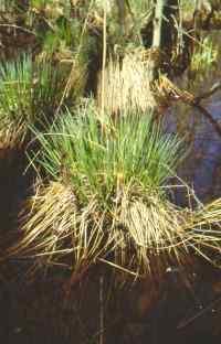 A close-up of a tussock reveal the vegetation