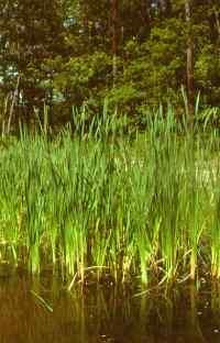 Another freshwater swamp are the cattail