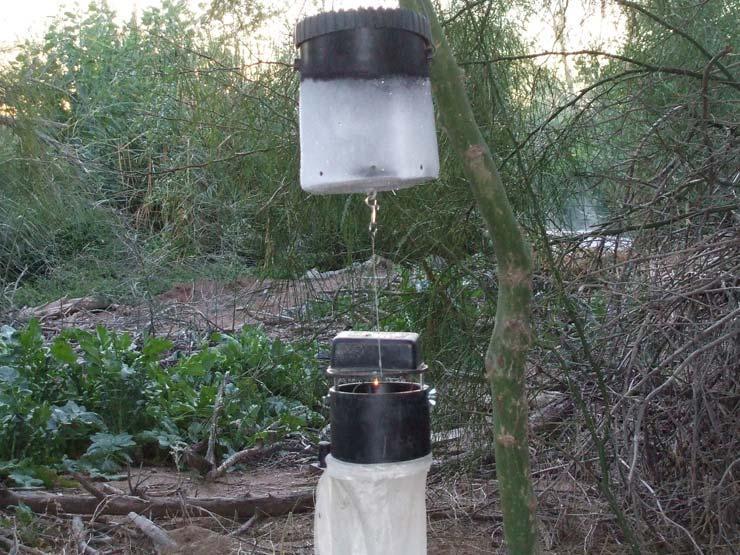 Some traps will contain a suction fan, and a light bulb to trap and attract the female mosquito.