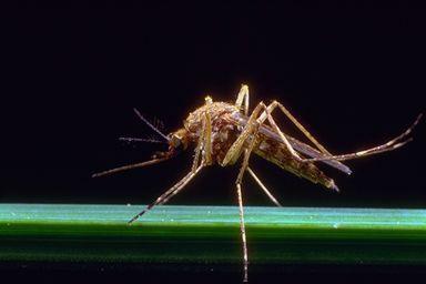 The Northern House Mosquito or House Mosquito Culex pipiens Common Associate Species: Cx. restuans, Cs. inornata, An.