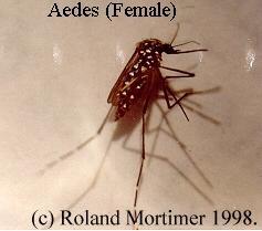 Aedes aegypti by Roland Mortimer, Rio de Janeiro There are many types of mosquitoes living in the tropical and sub-tropical regions of the world.