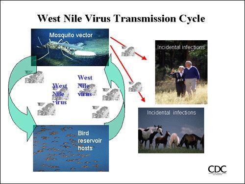 West Nile Virus Mosquito Information The West Nile virus (WNV) is maintained in nature when an arthropod vector transmits the virus between vertebrate hosts.