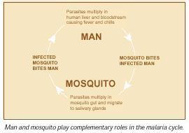 Malaria Malaria is a life-threatening parasitic disease transmitted by mosquitoes. It was once thought that the disease came from fetid marshes, hence the name mal aria, ((bad air).