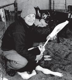 There are many successful ways to rear calves, including early weaning, restricted milk systems and ad lib milk systems.