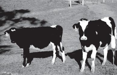 CHAPTER 8 Setting liveweight targets in heifers Setting liveweight targets for heifers is an individual farm decision.